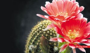 Blooming Cactus | Close-ups on black