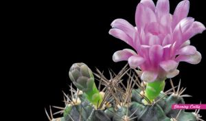 Lilac blooming cactus flower close-up on black