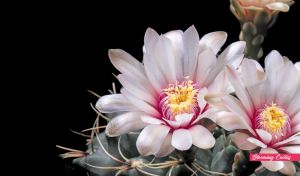 Pearl white blooming cactus flower close-up on black