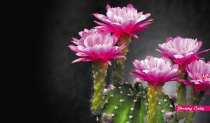 Bright pink blooming cactus flower close-up on black