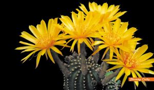 Vibrant yellow cactus flower close-up on black