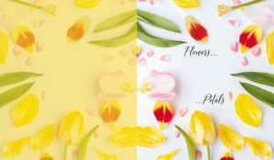 Flowers and Petals | Floral Dreams | Pastel