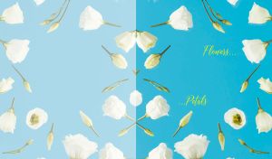 Assorted colorful composition of white roses on sky blue