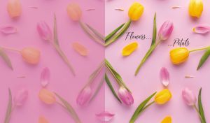Assorted colorful composition of tulips on pastel pink