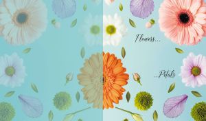Assorted colorful composition of gerbera flowers on light blue