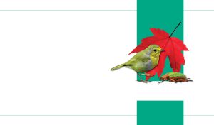 A lime-green warbler, a scarab bug and a maple leaf on a green panel