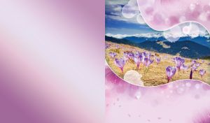 Crocus valley in the early spring