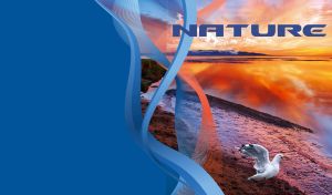 White gull by the calm sunset sea on a blue orange background