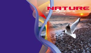 Black head gull by the water on a sunset stone beach on a violet orange background