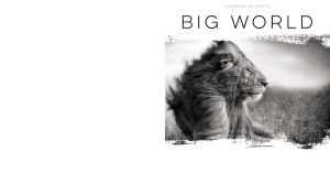 Monochromatic portrait of a lion lying in a windy field on white