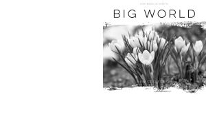 Monochromatic closeup with a filed of tulips on white