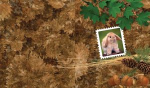 Bunny in a postage stamp frame on dry leaves background with acorns and cones