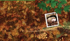 Hedgehog in a postage stamp frame on dry leaves background with nuts and cones