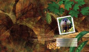 Beaver in a postage stamp frame on dry leaves background with nuts and pea pods