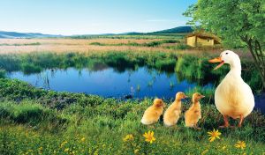 Duck with ducklings at a pond with a house, green trees, grass and wildflowers