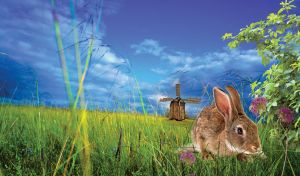 Brown rabbit in a field with green grass, purple flowers and wooden windmill