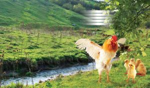 A rooster with outstretched wings teaches chicks by a river with green hills and trees
