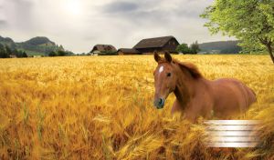 Brown horse walking through a wheat field, with houses by the hills on background