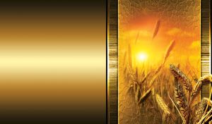Wheat spikes at sunset on a gold texture on yellow black