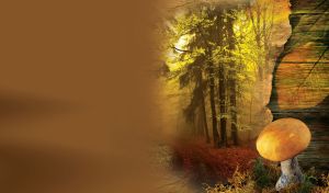 Morning Mushrooms | Gifts of Nature against Foggy Forest Scene