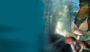 Boletus with brown caps in morning forest of green trees and narrow path