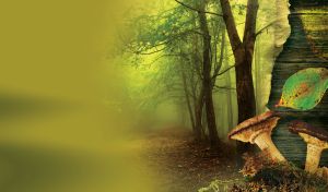 Milk-cap mushrooms with brown caps in olive foggy forest of green trees