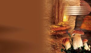 Porcini mushrooms with brown caps in the orange forest of golden sunset