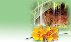Yellow crocus flowers on waterfall at Plitvice Lakes on a pastel green vignette