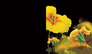 Flowers on Black | Against the Shadows and Silhouettes