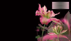 Two pink lily flowers with silhouettes behind, on black