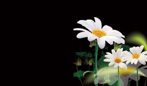Three camomile flowers with silhouettes behind on black