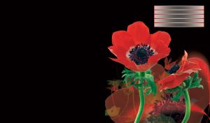 Two red poppy flowers with silhouettes behind on black