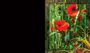 Red poppies, green grass and earns of wheat on a summer day in a thin golden frame