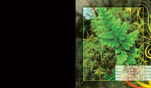 A green fern in the tall grass with dense foliage in the background in a thin golden frame