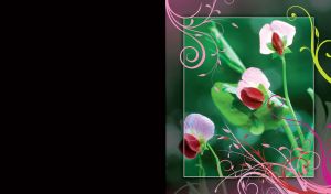 Pink and burgundy wild orchids on a background of blurred green plants in a pink frame