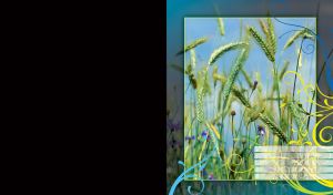 Tall wheat ears and little blue flowers on background of blue sky in a yellow frame