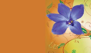 Exotic | Flowers close-up against vibrant patterned backdrops