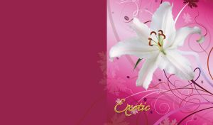 White lily flower on raspberry-pink with pattern of pink snowflakes and swirls