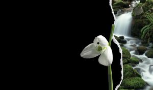Snowdrop on a black ripped paper, and a waterfall among rocks in green moss behind