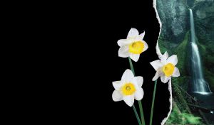 Flowering daffodils closeup on a black ripped paper and a waterfall in moss behind