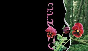 Spring red pansies closeup on a black ripped paper and a mossy forest behind