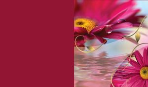 Two pink asters with drops on petals, by the water, on maroon