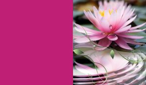 Pink lily on the water, with drops on petals and circles around, with fuchsia back