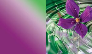Purple clematis on the water, with drops on petals and circles around, on green purple