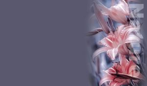 Nature | Floral Symphony | Blossoms Close-up in Vignette against Monocolor Backdrops