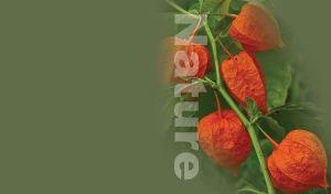 Beautiful Chinese lantern physalis flower