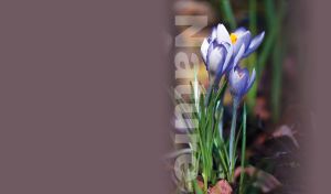 Purple crocus flower on a brown background
