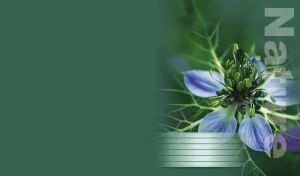 Blue nigella-love flower on a green background