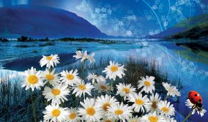 Beautiful blue nature with white chamomile flowers and a ladybug.