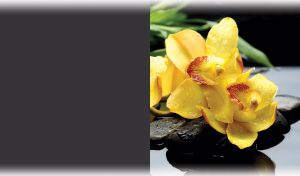 Yellow orchids on black hot stones